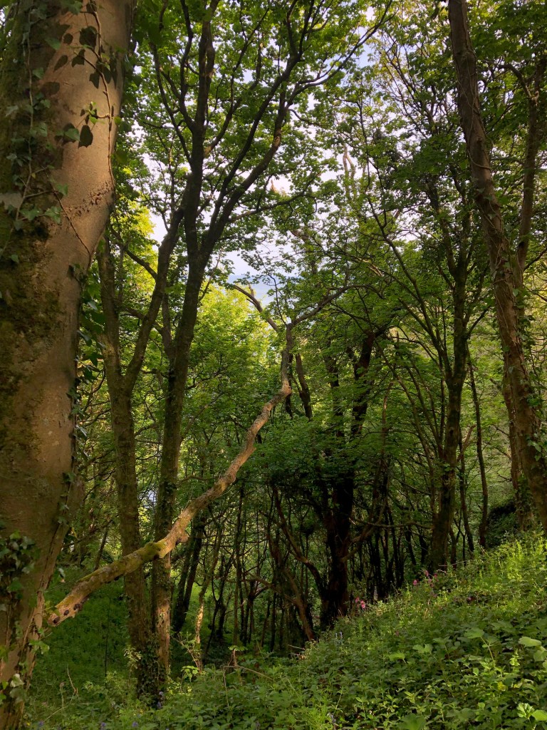 Enchanting woodland situated between the steam railway station & the entrance to Greenways.